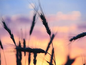  عکس طبیعت هنری