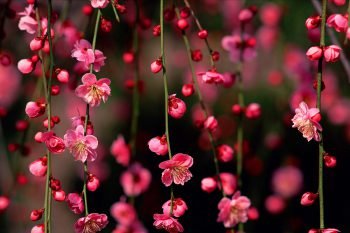  عکس طبیعت هنری