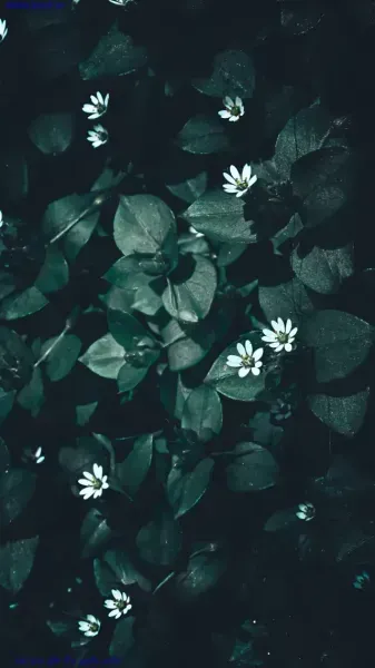  عکس هنری تیره برای والپیپر گوشی