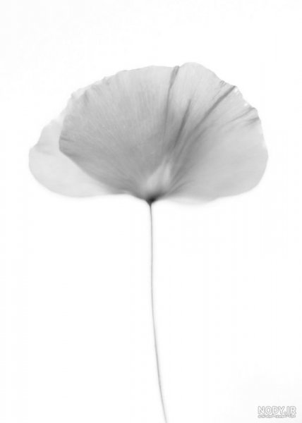  عکس هنری سیاه و سفید مینیمال