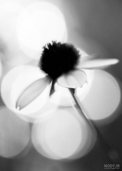  عکس هنری سیاه و سفید مینیمال