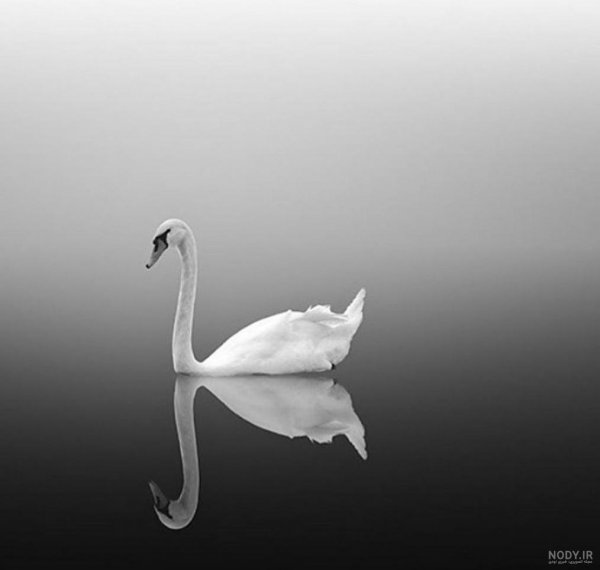  عکس هنری سیاه و سفید مینیمال