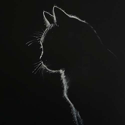  عکس پروفایل سیاه و سفید