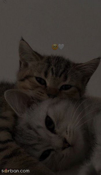  عکس پروفایل احساسی بدون متن