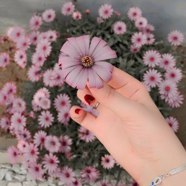  عکس پروفایل باکلاس بدون متن