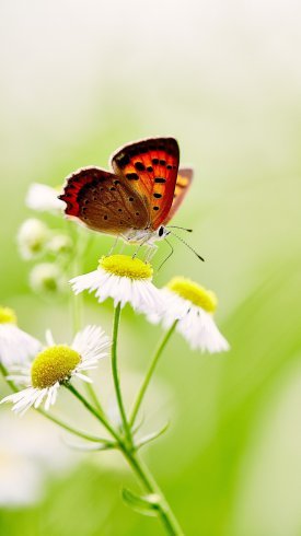  والپیپر برای گوشی اندروید جدید