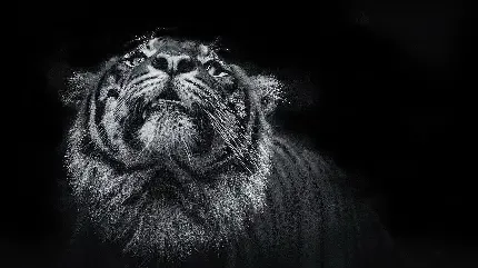  دانلود والپیپر سیاه و سفید با کیفیت HD