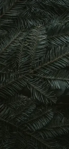  والپیپر جنگل سرسبز با کیفیت