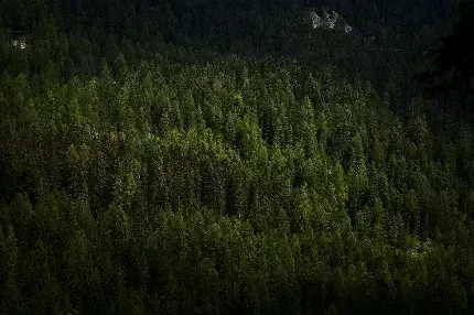  والپیپر جنگل سرسبز با کیفیت