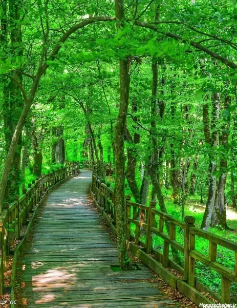  والپیپر جنگل سرسبز با کیفیت