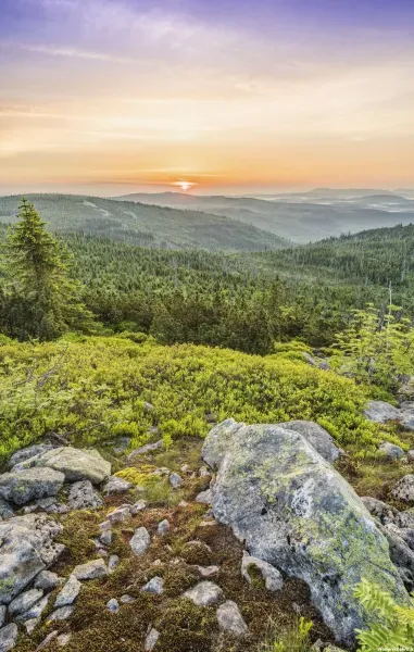  والپیپر جنگل سرسبز با کیفیت