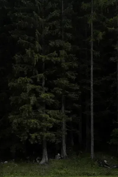  والپیپر جنگل سرسبز با کیفیت