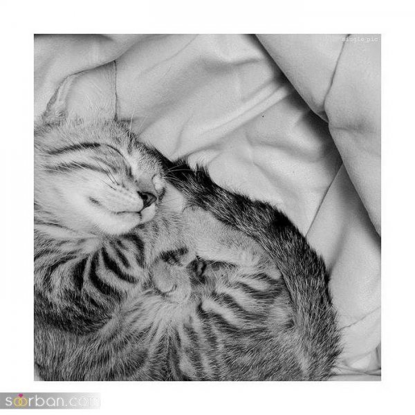  عکس پروفایل دخترونه بدون متن سیاه سفید