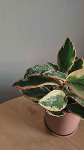  عکس استوری از گل های زیبا و خاص