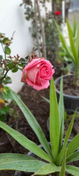  عکس استوری از گل های زیبا و خاص