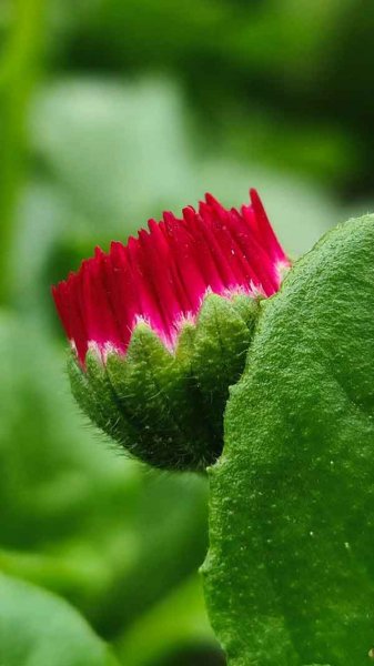  عکس استوری از گل های زیبا و خاص