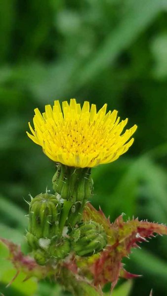  عکس استوری از گل های زیبا و خاص