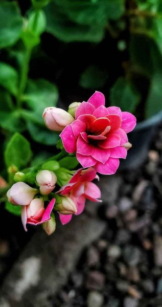  عکس استوری از گل های زیبا و خاص