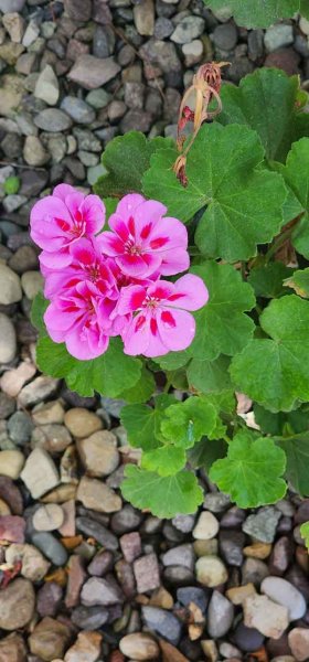  عکس استوری از گل های زیبا و خاص