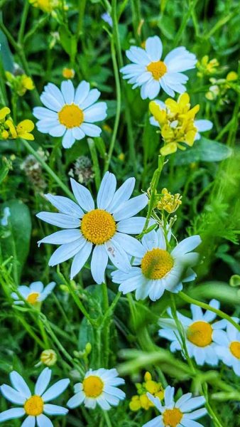  عکس استوری از گل های زیبا و خاص