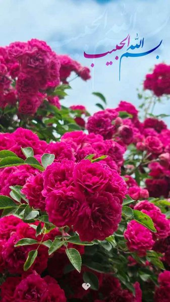  عکس استوری از گل های زیبا و خاص