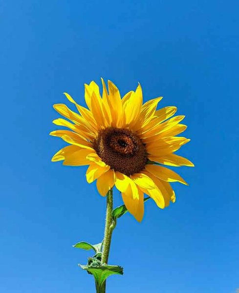  عکس استوری از گل های زیبا و خاص