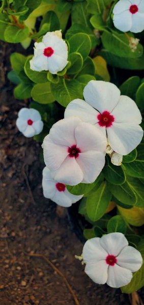  عکس استوری از گل های زیبا و خاص