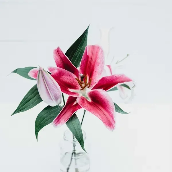  دانلود پروفایل گل با کیفیت بالا