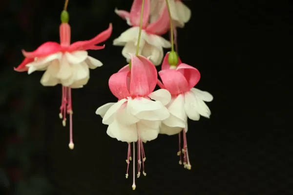  دانلود پروفایل گل با کیفیت بالا