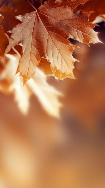  تصویر پس زمینه موبایل