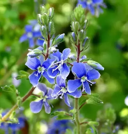  عکس گل برای پس زمینه گوشی موبایل