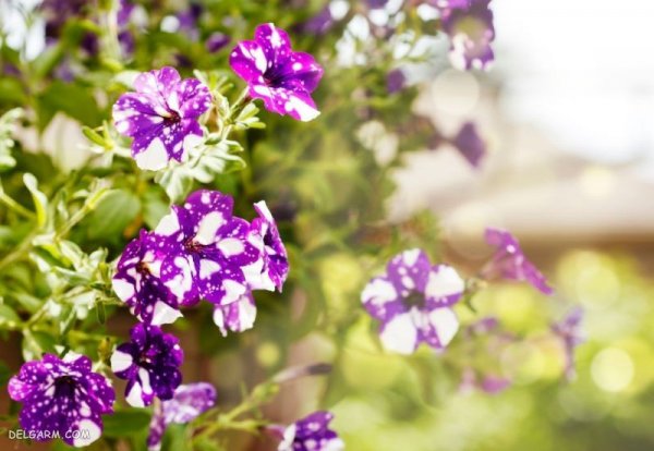  عکس گل برای پس زمینه گوشی موبایل