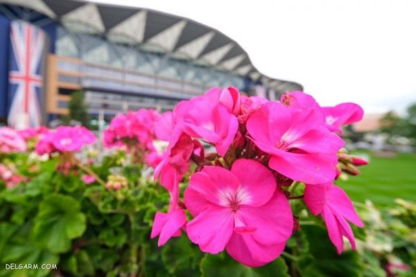  عکس گل برای پس زمینه گوشی موبایل