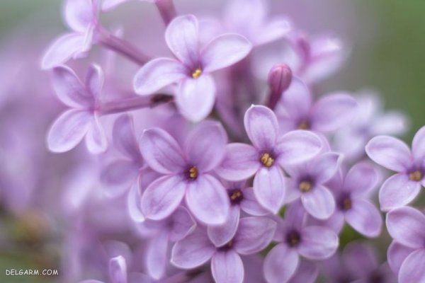  عکس گل برای پس زمینه گوشی موبایل