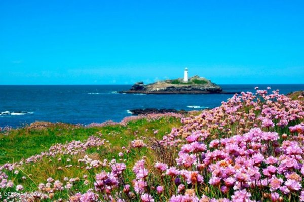  عکس گل برای پس زمینه گوشی موبایل