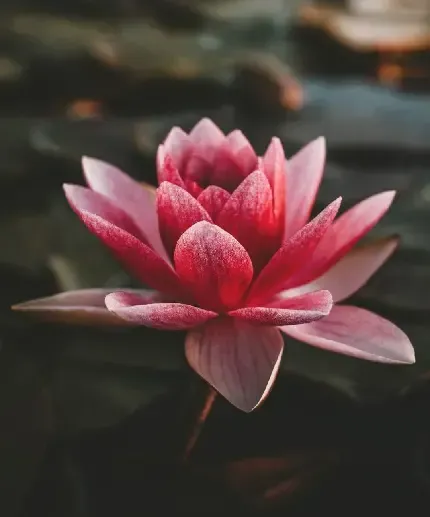  عکس گل برای پس زمینه گوشی موبایل