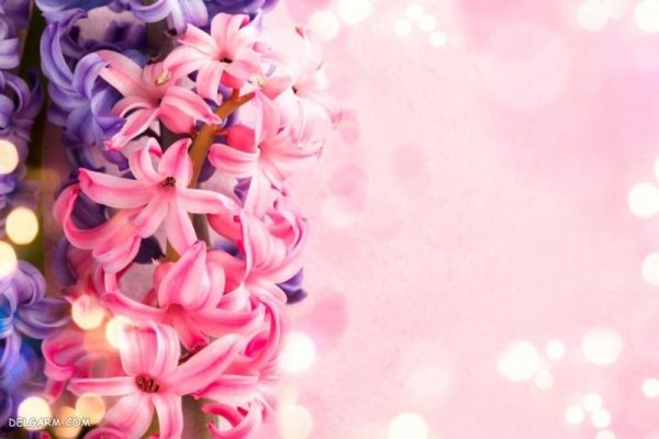  عکس گل برای پس زمینه گوشی موبایل