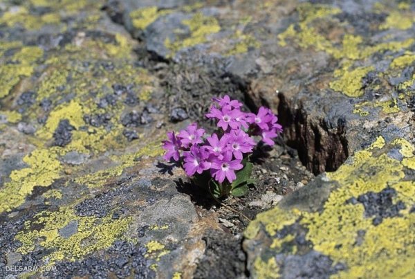  عکس گل برای پس زمینه گوشی موبایل