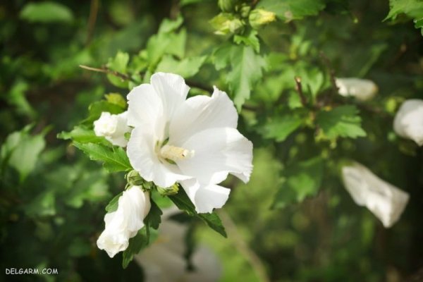  عکس گل برای پس زمینه گوشی موبایل