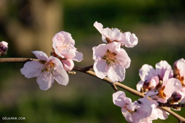  عکس گل برای پس زمینه گوشی موبایل