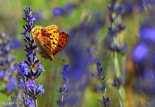  عکس گل برای پس زمینه گوشی موبایل