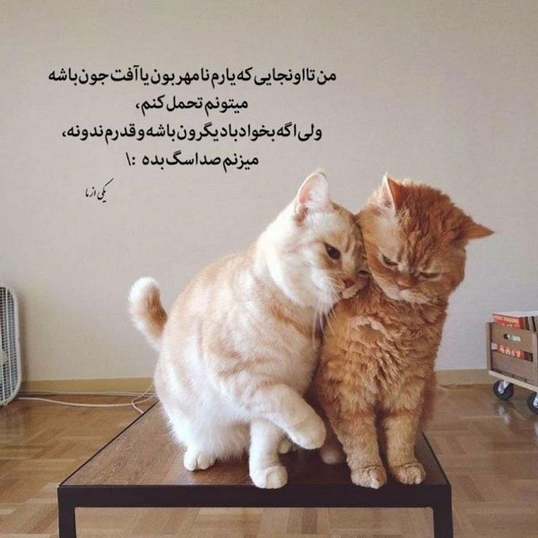  عکس پروفایل طنز عاشقانه
