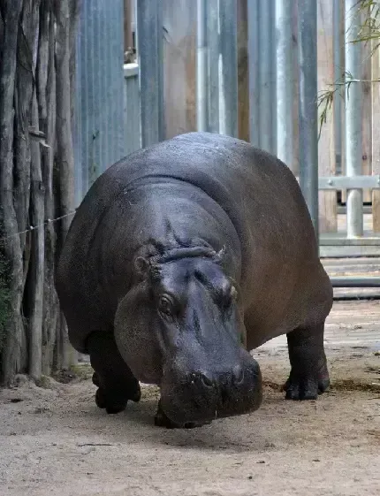  تصویر زمینه نئون دخترانه