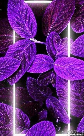  پس زمینه تماس بنفش