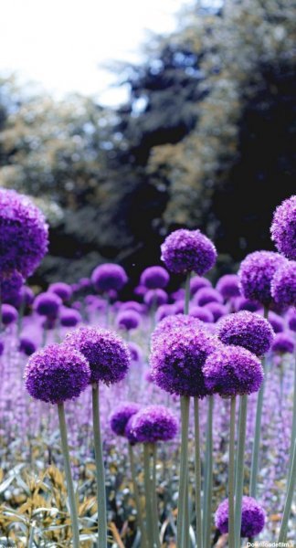  پس زمینه تماس بنفش