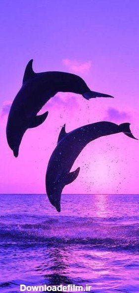  پس زمینه تماس بنفش