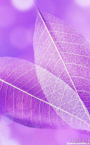  پس زمینه تماس بنفش