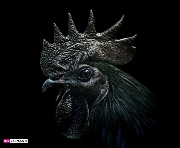  عکس پروفایل ترسناک جن