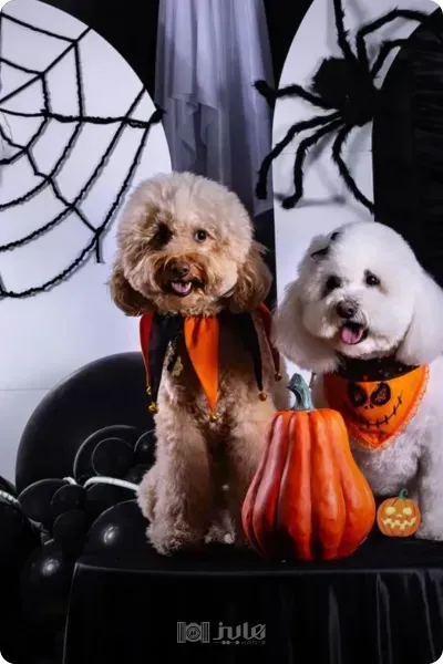  ایده عکس هالووین کودکانه