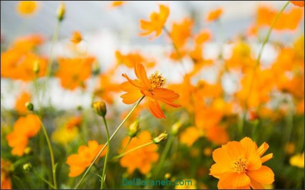  عکس گل های زیبا برای پروفایل